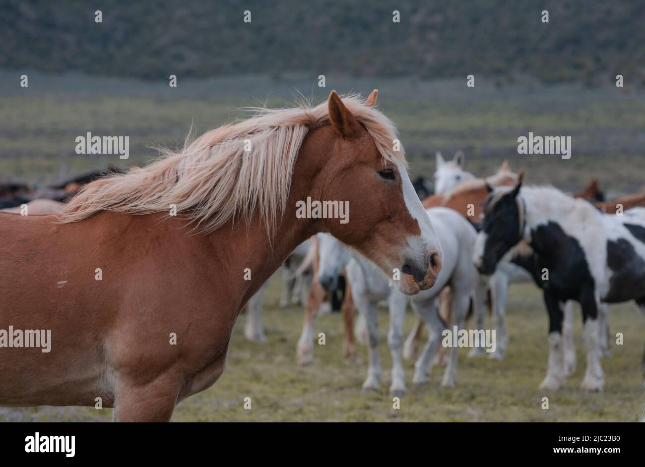Ranch Pferde im amerikanischen Westen werden auf Sommerweiden getrieben Stockfoto