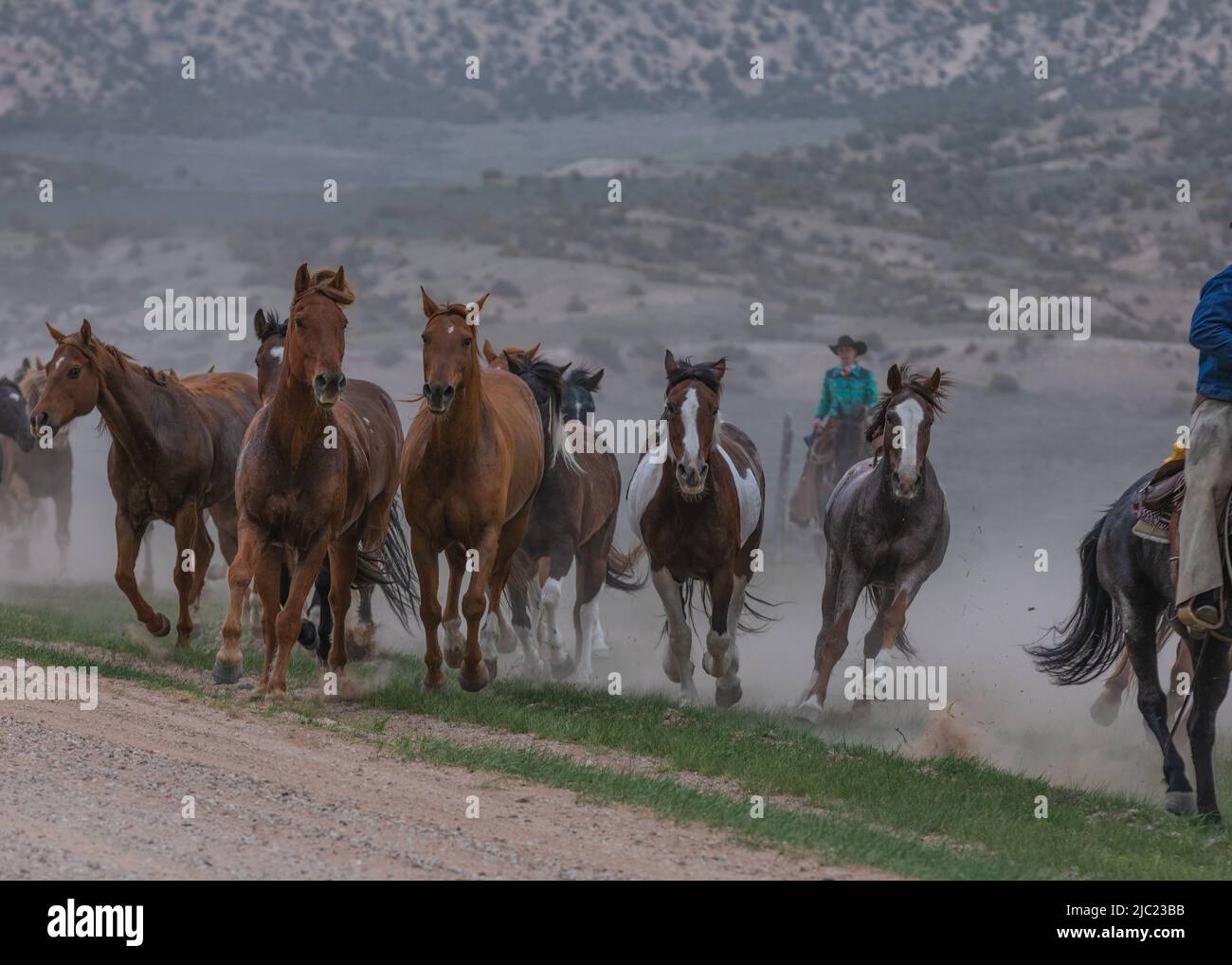 Ranch Pferde im amerikanischen Westen werden auf Sommerweiden getrieben Stockfoto
