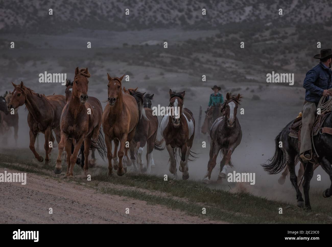 Ranch Pferde im amerikanischen Westen werden auf Sommerweiden getrieben Stockfoto