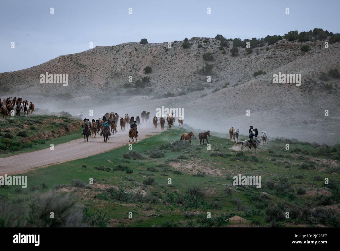 Ranch Pferde im amerikanischen Westen werden auf Sommerweiden getrieben Stockfoto