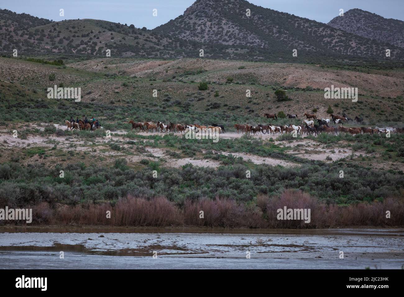 Ranch Pferde im amerikanischen Westen werden auf Sommerweiden getrieben Stockfoto