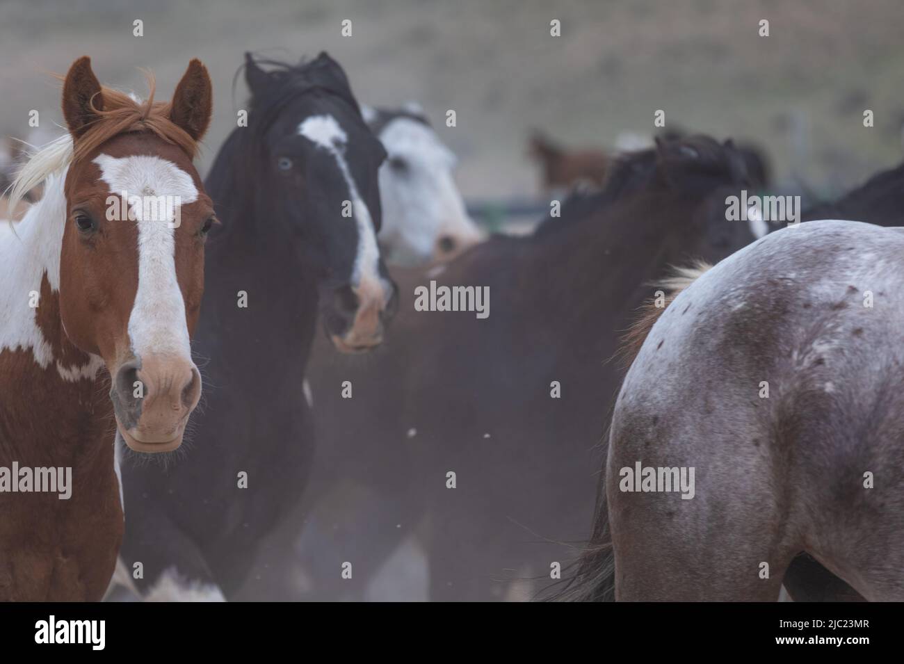Ranch Pferde im amerikanischen Westen werden auf Sommerweiden getrieben Stockfoto