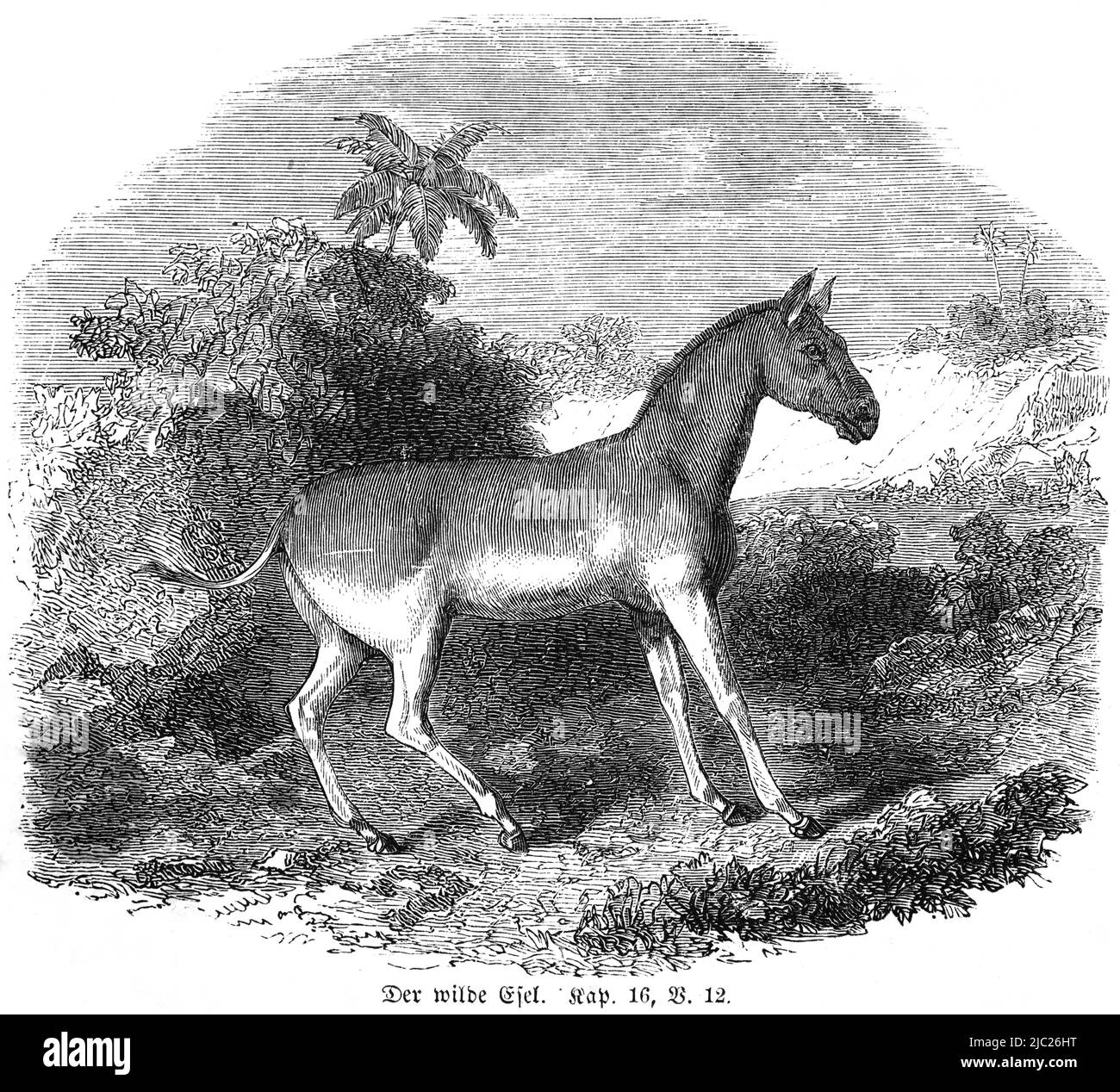 Der wilde Esel, Bibel, Altes Testament, Erstes Buch Mose, Genesis, Chapter16, Vers 12, historische Illustration 1850 Stockfoto