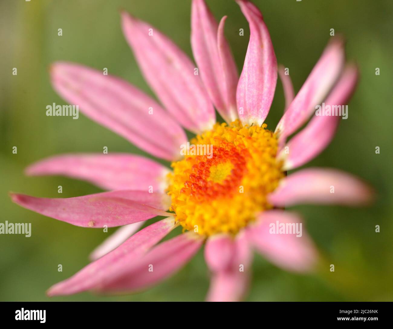 Nahaufnahme der Marguerite Daisy 'Angelic Giant Pink' (Argyranthemum frutescens) rosa Blume mit gelber und oranger Mitte auf grünem Hintergrund Stockfoto