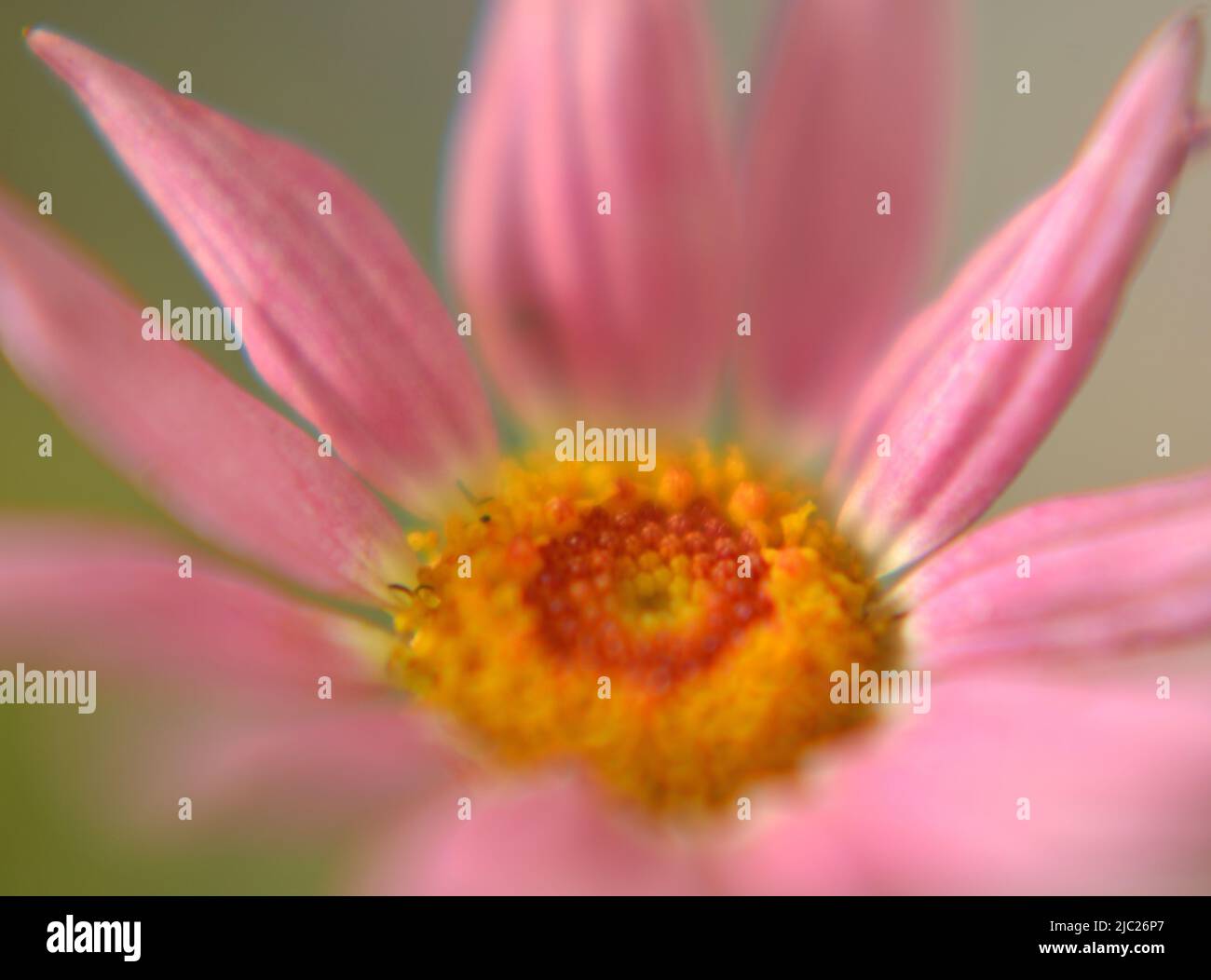 Nahaufnahme der Marguerite Daisy 'Angelic Giant Pink' (Argyranthemum frutescens) rosa Blume mit gelber und oranger Mitte auf grünem Hintergrund Stockfoto