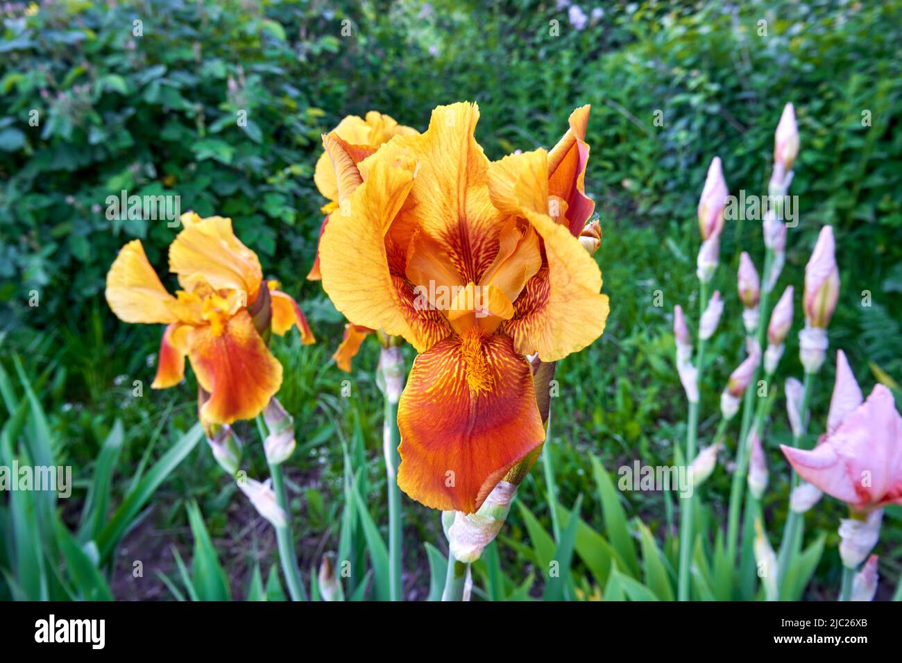 Strahlend blühende Iris. Schöne Blumen im Sommergarten Stockfoto