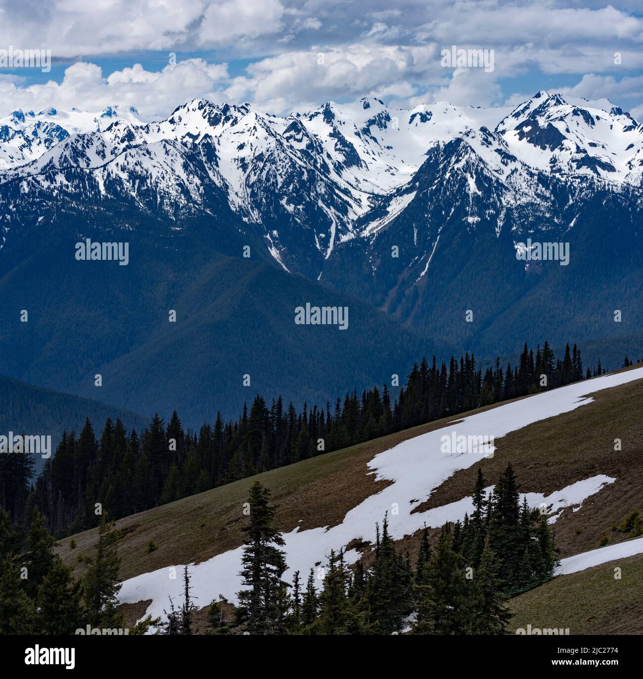 Schneebedeckte Berggipfel und eine Wiese im Olympic National Park von der Straße aus gesehen. Stockfoto