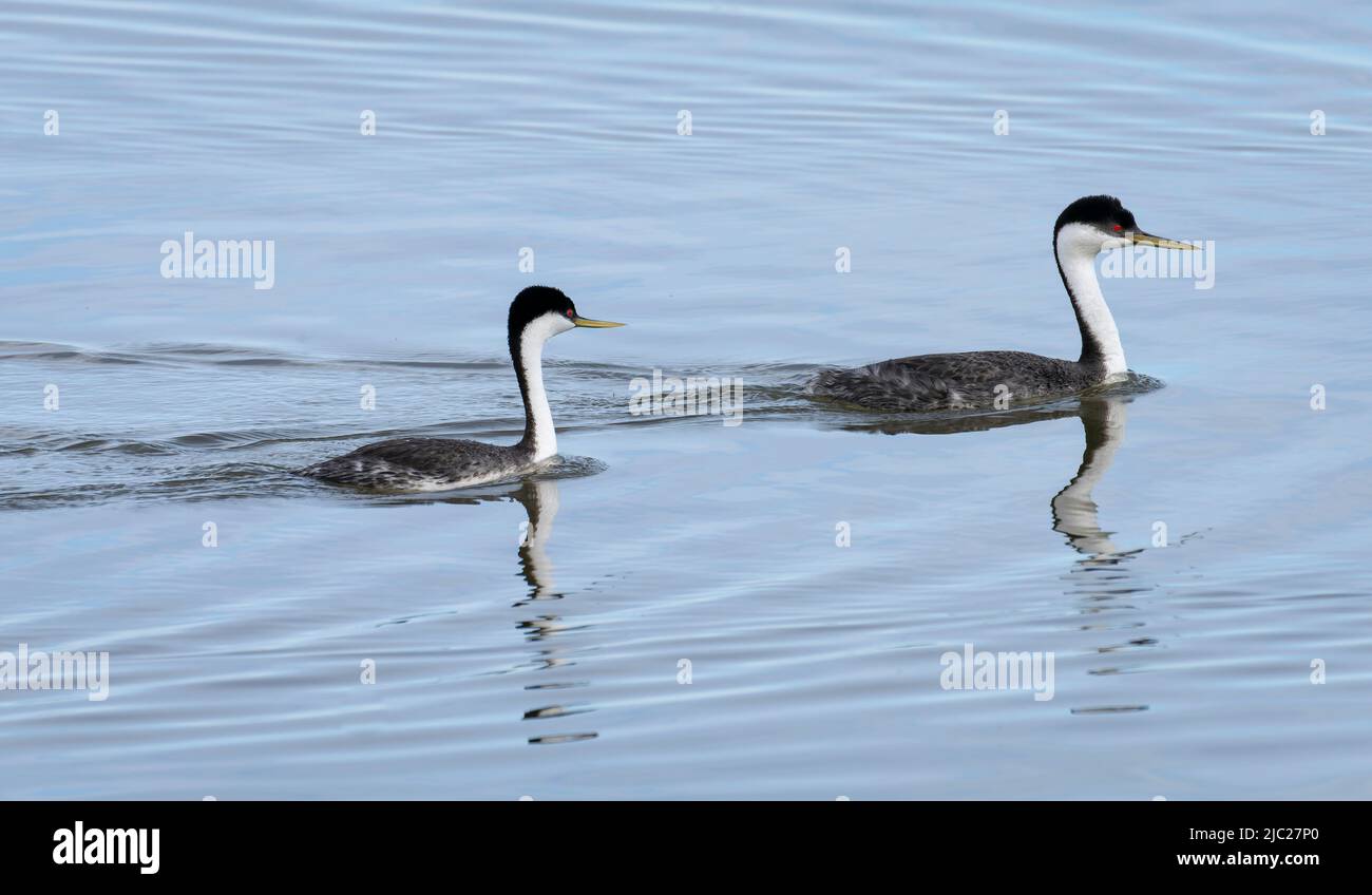 Ein Paar Westgeier (Aechmophorus occidentalis), die im Long Lake National Wildlife Refuge in North Dakota schwimmen. Stockfoto