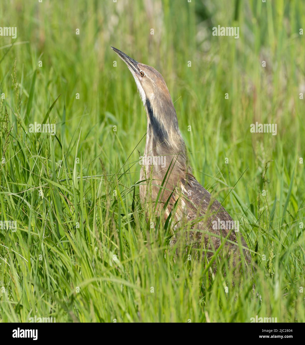 Eine Seeschwalbe (Botaurus lentiginosus) in hohem Gras im Long Lake National Wildlife Refuge in North Dakota. Stockfoto