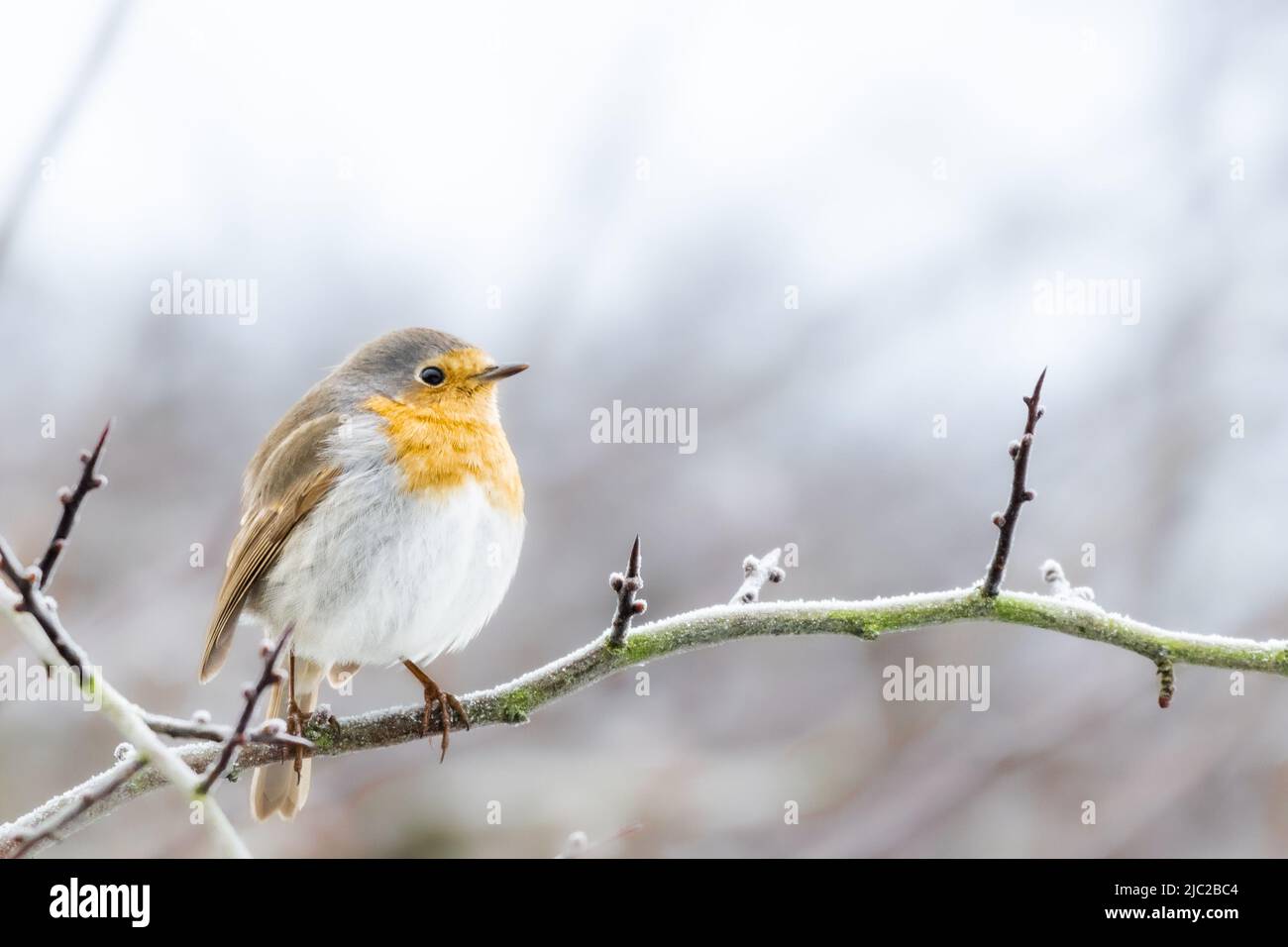 Robin auf einem frostbedeckten Weißdornzweig im Winter Stockfoto