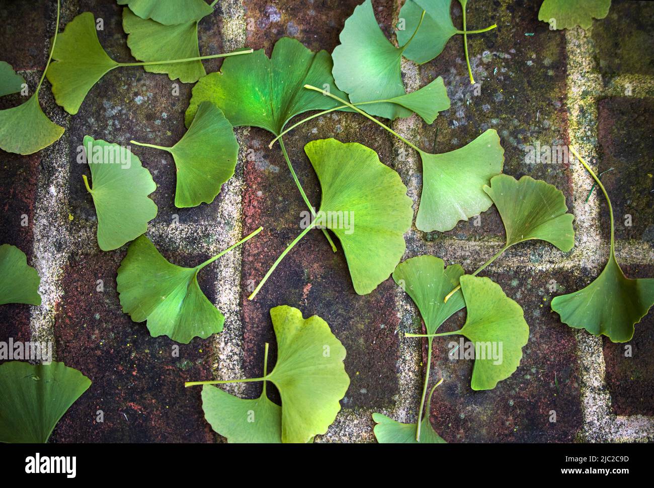 Grüne, fächerförmige Ginkgo biloba, Maidenhair, Blätter, die im Sommer oder Herbst auf einem roten Ziegelsteinsteig verstreut liegen, Lancaster County, Pennsylvania Stockfoto