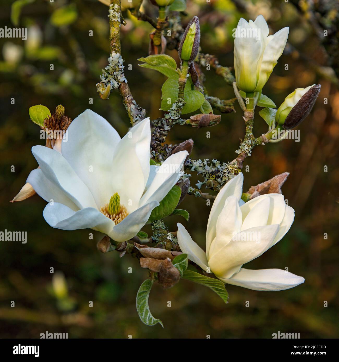 Magnolia im Rosengarten von Aberglasney Stockfoto