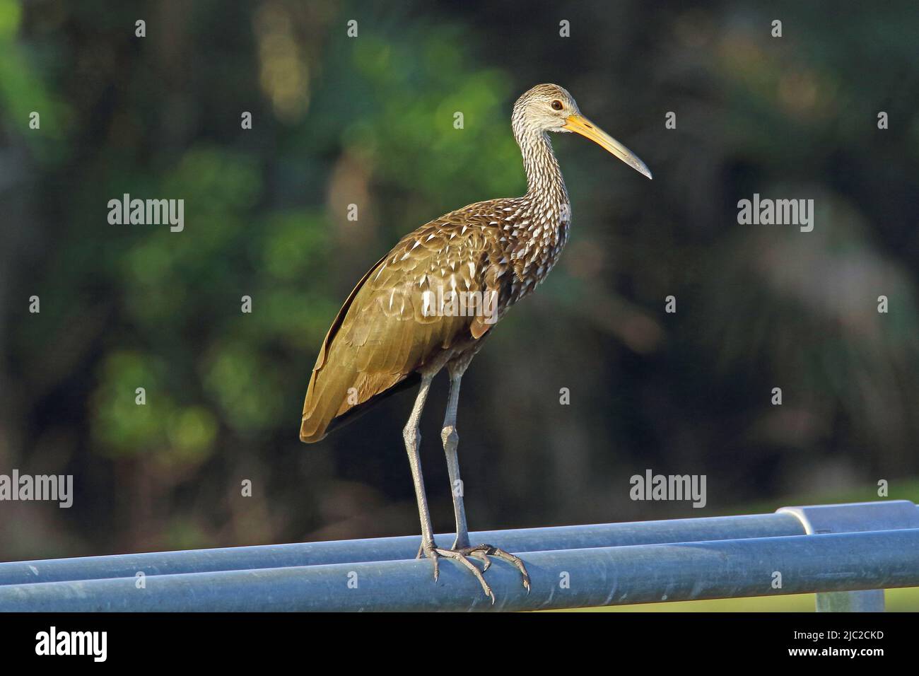 Limpkin-Vogel auf einem Zaun Stockfoto