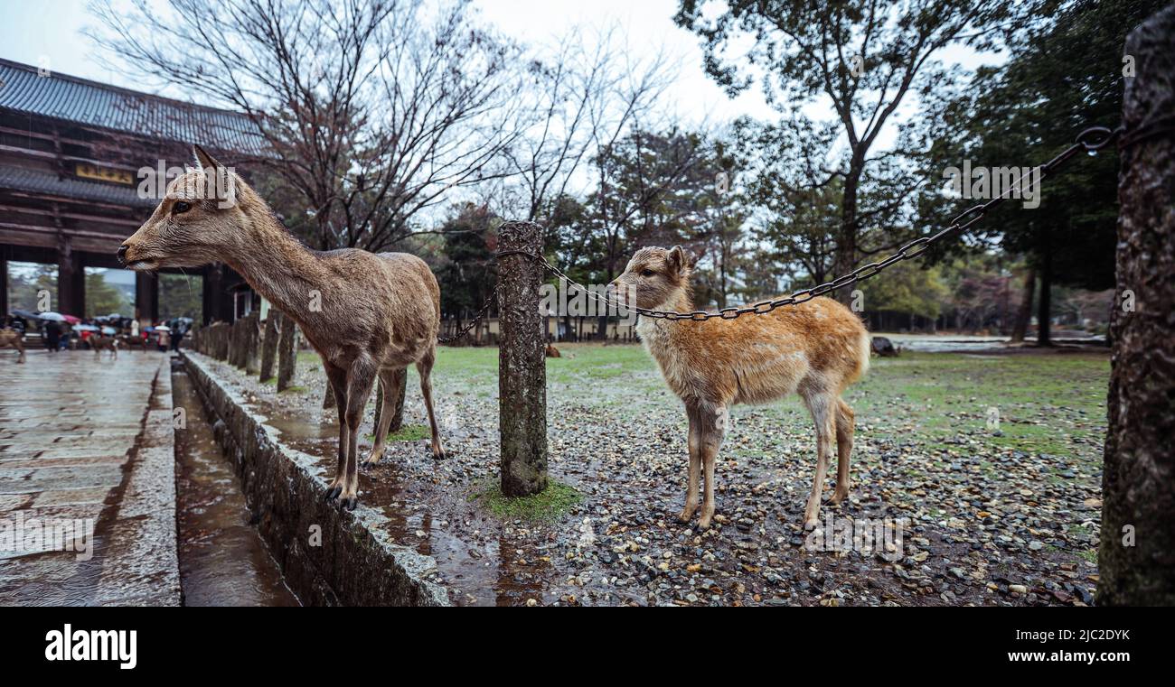 Wet Wild Deer im Nara Park Stockfoto