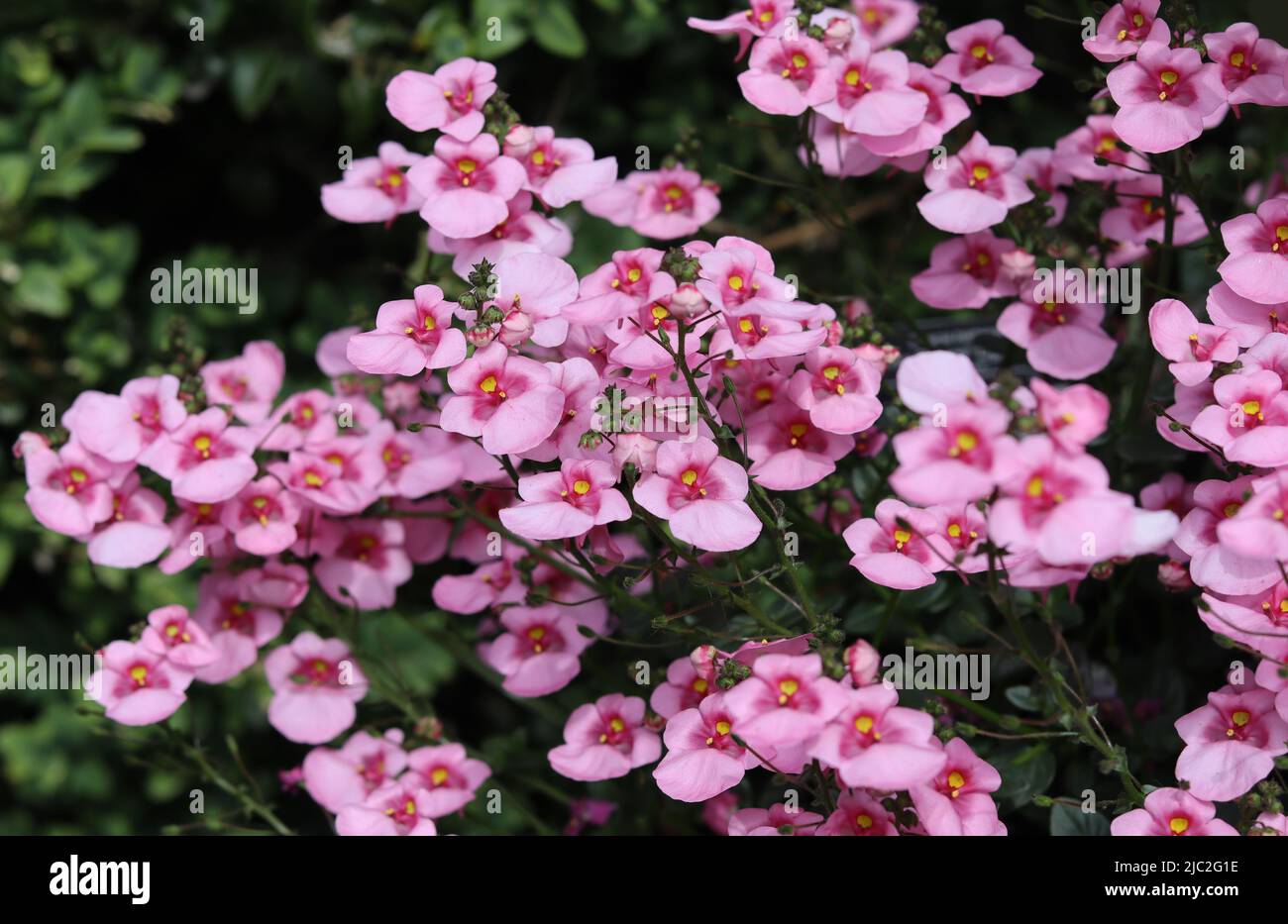 Die schönen rosa Blüten der Sommerbettpflanze Diascia 'Apfelblüte'. Auch als Twinspur bekannt, ist es eine nicht-winterharte Staude, die in South AFR beheimatet ist Stockfoto