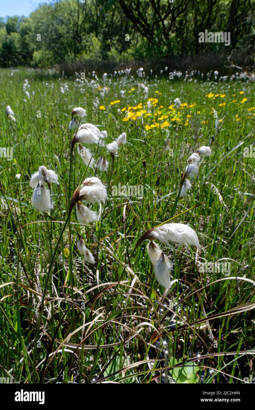 Gewöhnliches Baumwollgras (Eriophorum angustifolium) blüht in Sumpfgebieten, Kenfig NNR, Glamorgan, Wales, Vereinigtes Königreich, Mai. Stockfoto