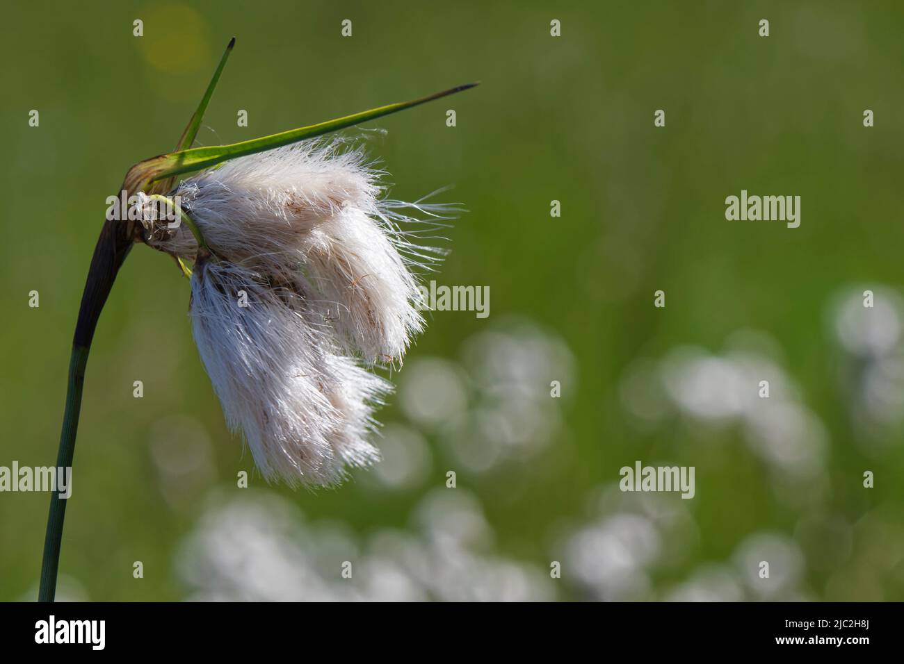 Gewöhnliches Baumwollgras (Eriophorum angustifolium), fruchtierender Blütenkopf auf einer sehr feuchten Wiese, Kenfig NNR, Glamorgan, Wales, UK, Mai. Stockfoto