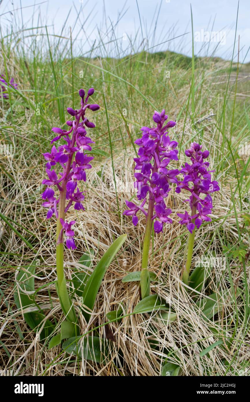 Frühe violette Orchideen (Orchis mascula) blühen in Sanddünen, Kenfig NNR, Glamorgan, Wales, Großbritannien, Mai. Stockfoto