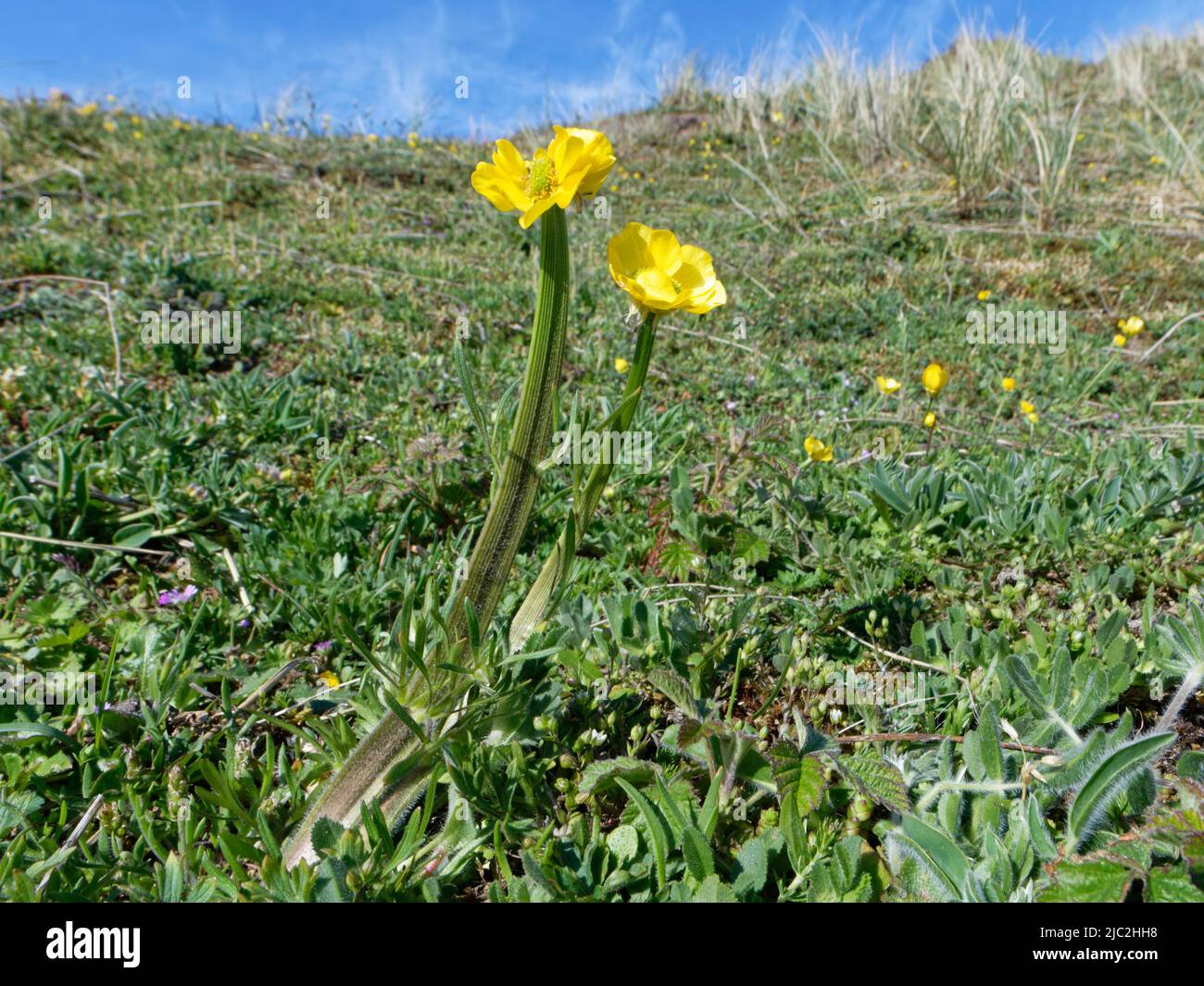 Knollenbutterkopf (Ranunculus bulbosus) mit abgeflachten „fasziierten“ Stielen und länglichen Blütenköpfen, Kenfig NNR, Glamorgan, Wales, UK, Mai. Stockfoto