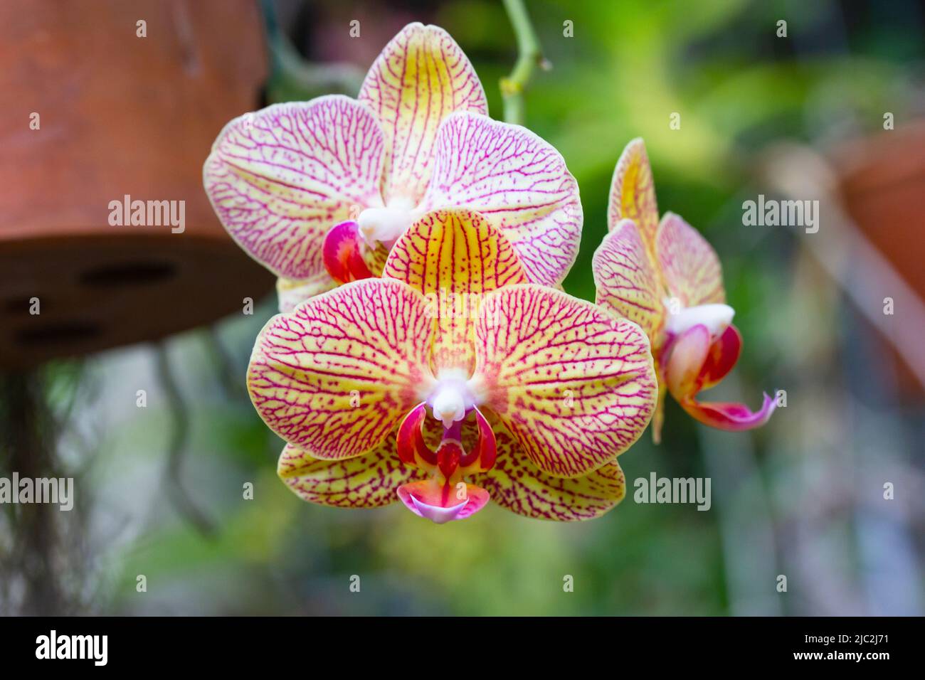 Gelbrosa Chrysanthemen im tropischen botanischen Garten, Dschungel. Wachsende exotische gestreifte Blumen mit Punkten. Phalaenopsis Baldans Kaleidoskop Stockfoto