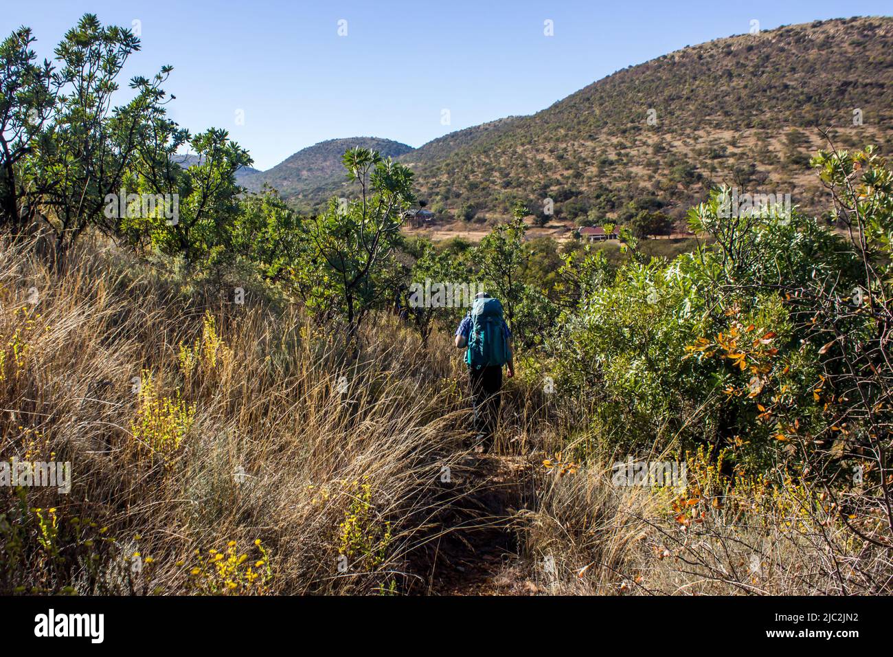 Ein Wanderer, der durch einen Hain mit gewöhnlichen Proteas in den Hügeln geht, der die kreisförmigen Grate des Vredefort Dome in Südafrika bildet Stockfoto
