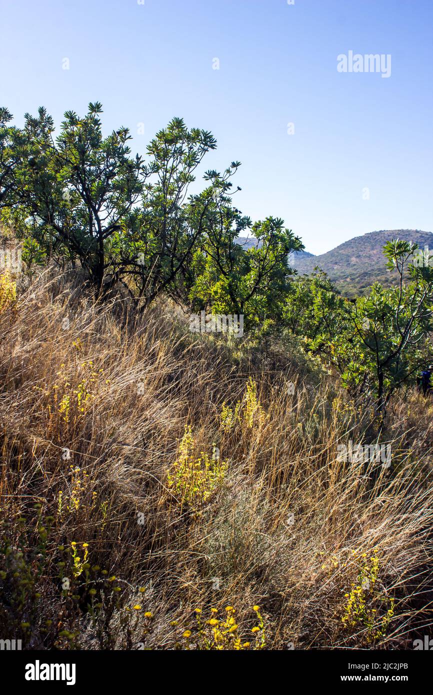 Gewöhnlicher Zuckerbusch (Protea caffra), der zusammen mit drahtgebrannem Gras und gelben, immerwährenden Blumen auf einem der Grate des Vredefort Dome wächst Stockfoto
