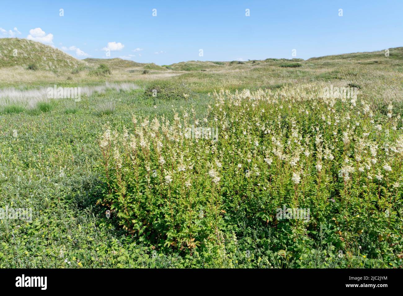 Dichter Blütenstand von Meadowsweet (Filipendula ulmaria), der in einer Küstendüne-Lacke blüht, Kenfig NNR, Glamorgan, Wales, Vereinigtes Königreich, Juli. Stockfoto