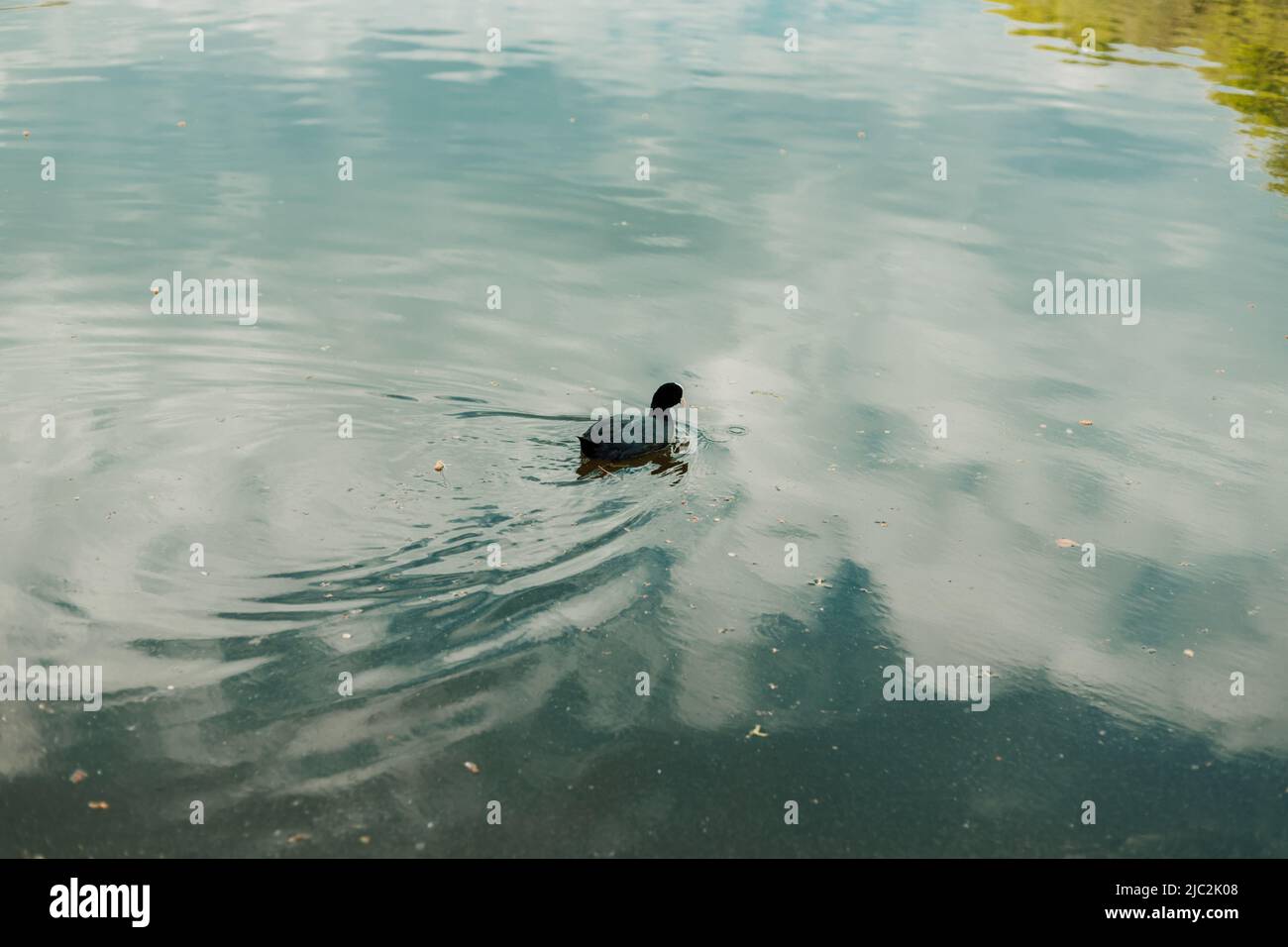 Eine wilde Ente schwimmt spät in der Nacht auf dem See in die Ferne. Stockfoto