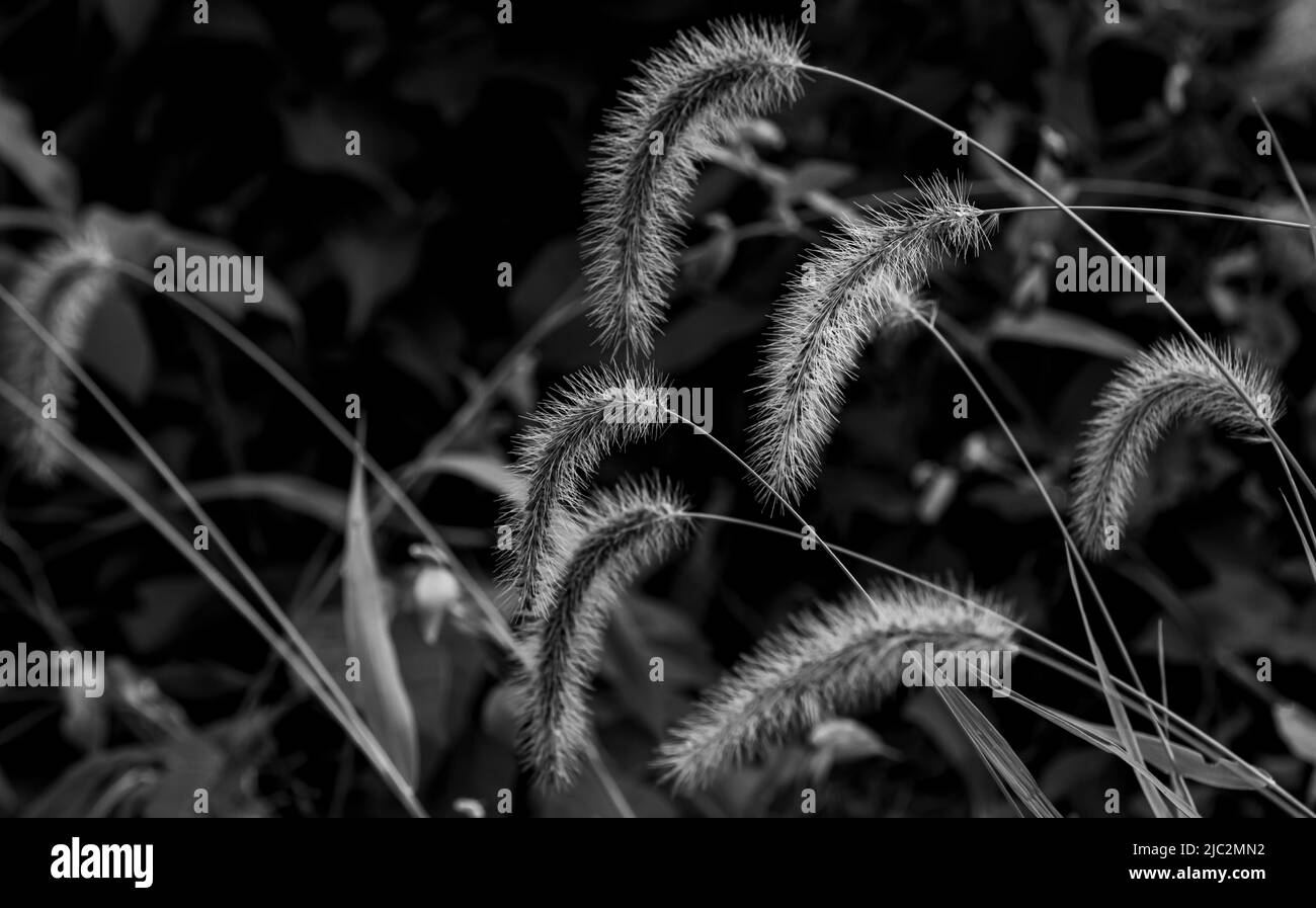 Schwarz-weißes Bild von hohen Grashalmen mit verschwommenen Samenköpfen Stockfoto