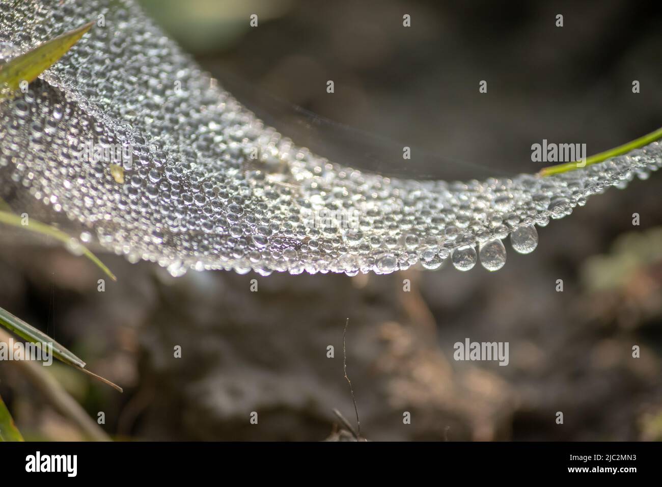 Sammlung von Wassertropfen auf Spinnennetz. Stockfoto