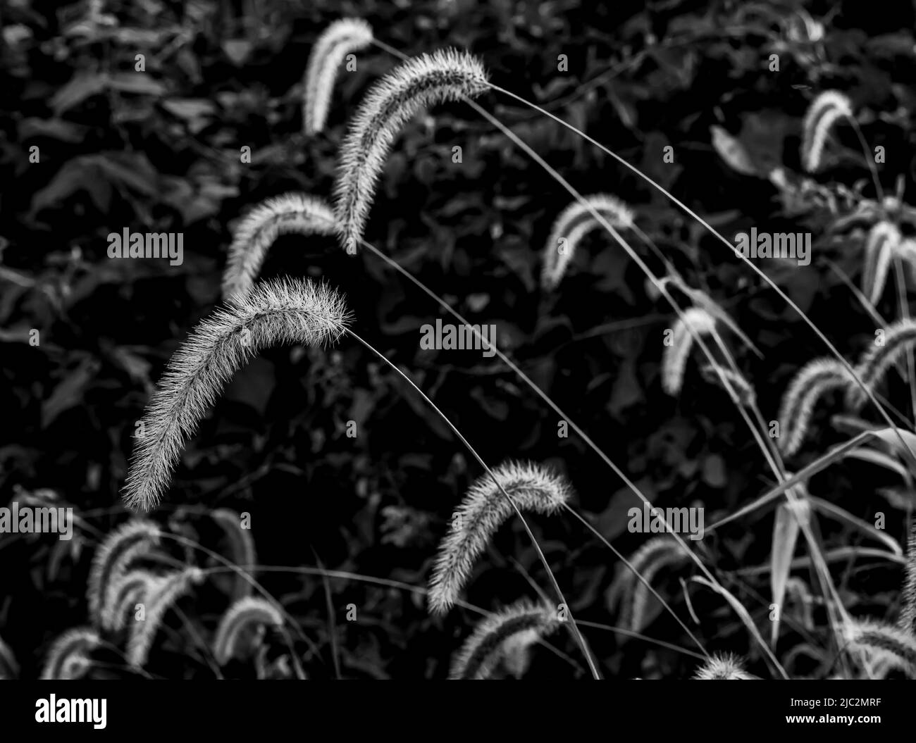 Schwarz-weißes Bild von hohen Grashalmen mit verschwommenen Samenköpfen Stockfoto