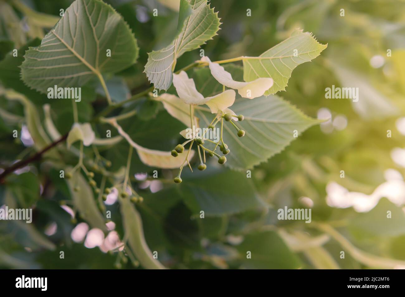 Nahaufnahme der Lindenknospen an einem warmen Sommerabend im Juni. Stockfoto