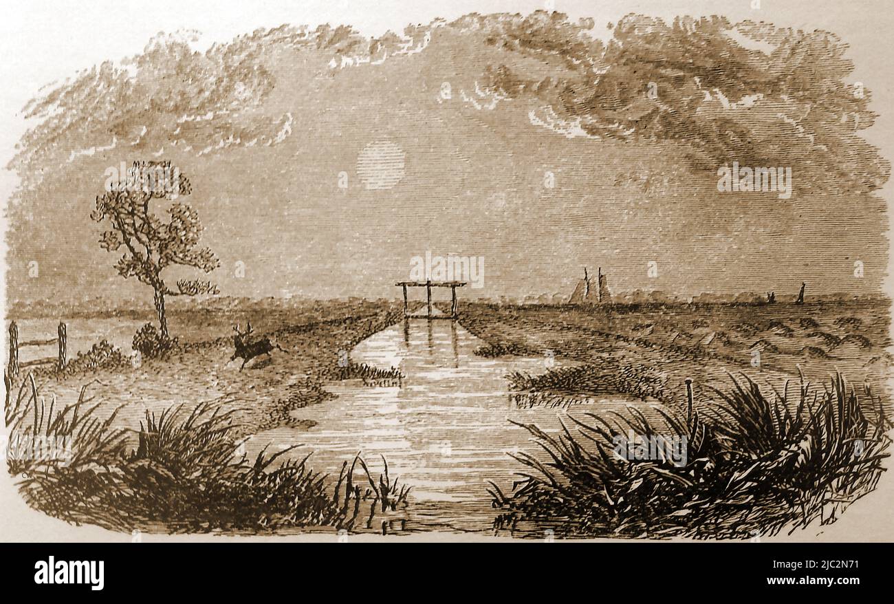 Ein Stich aus dem Jahr 19. von einem Reisfeld in Carolina (USA) mit einem Reh, der daneben läuft. Stockfoto
