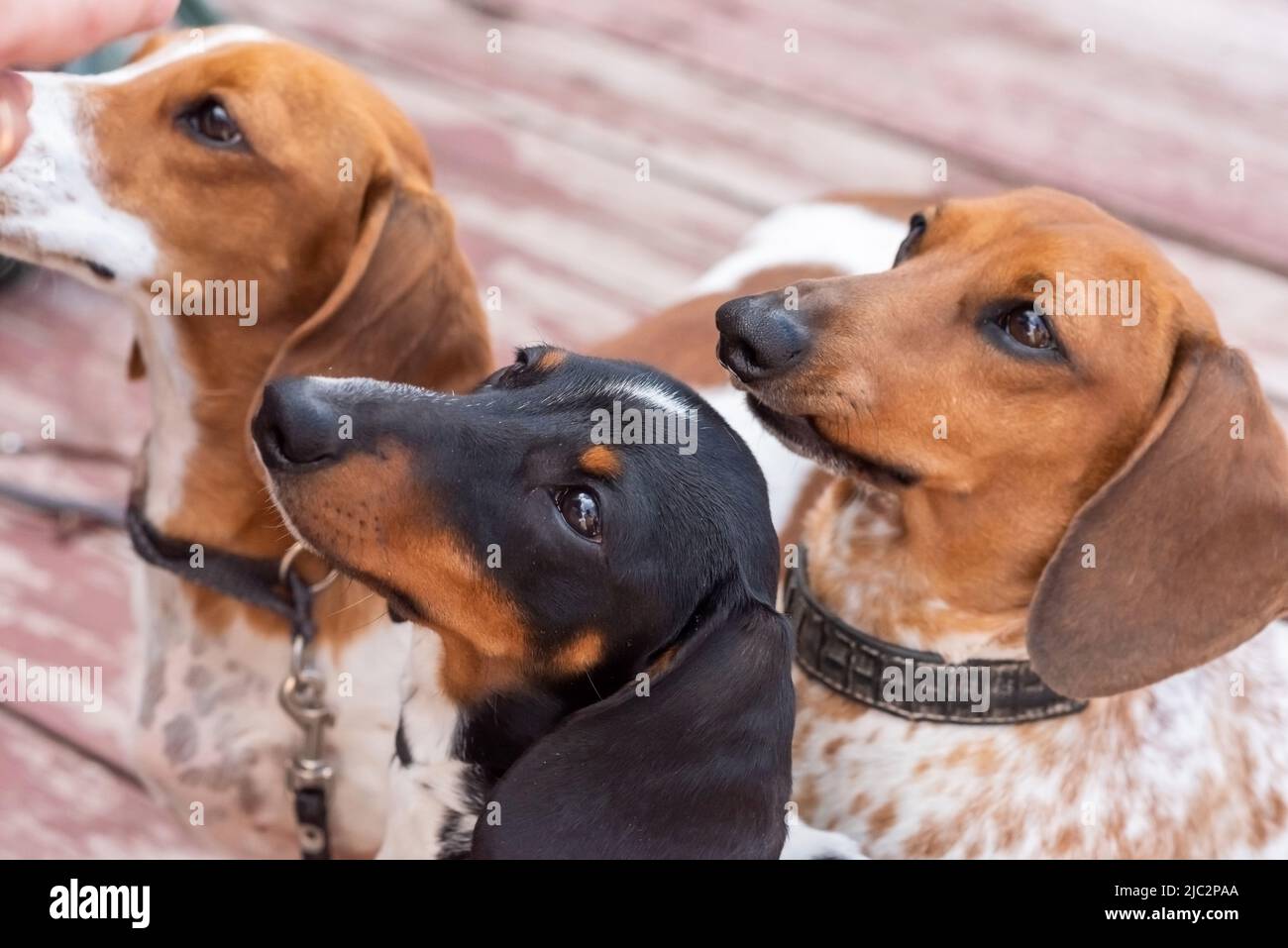 Drei Zwergdachshunde mit aufgespickten Gesichtern. Hochwertige Fotos Stockfoto