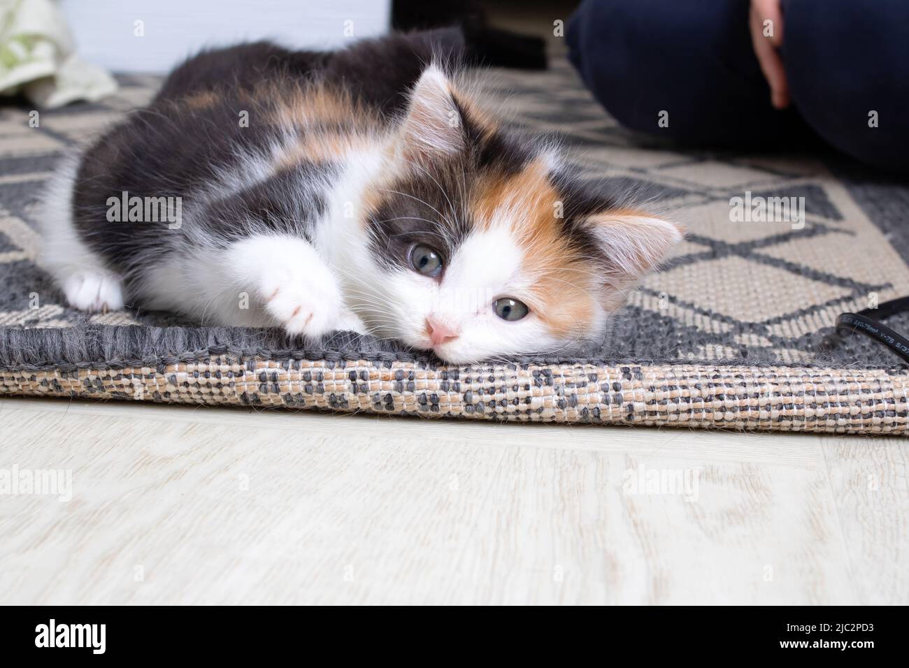 Kleine dreifarbige Kätzchen nagen aus nächster Nähe auf dem Teppich Stockfoto