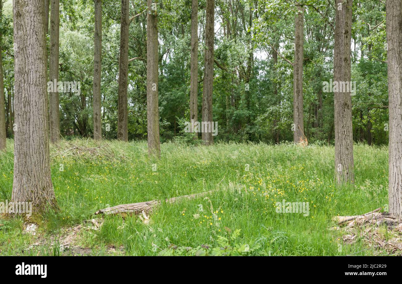 Blick über die flämischen Wälder rund um Lebbeke, Flandern, Belgien Stockfoto