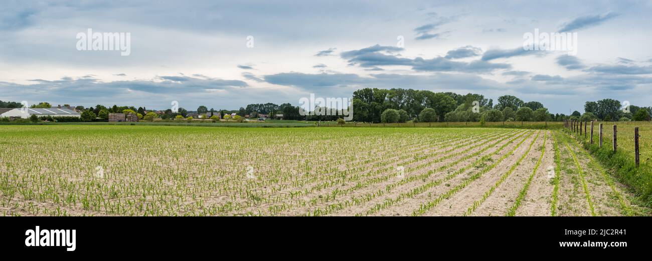 Blick über die flämische Landschaft und die landwirtschaftlichen Felder rund um Lebbeke, Flandern, Belgien Stockfoto