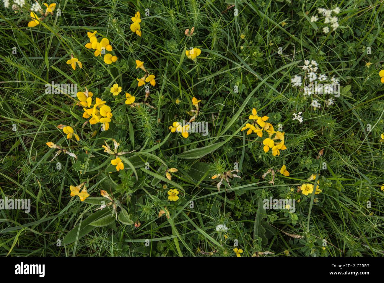 Lotus Corniculatus oder Vogelfußtrefoil ist eine blühende Pflanze in der Familie der Erbsengewächse und häufig im Grasland zu finden. Stockfoto
