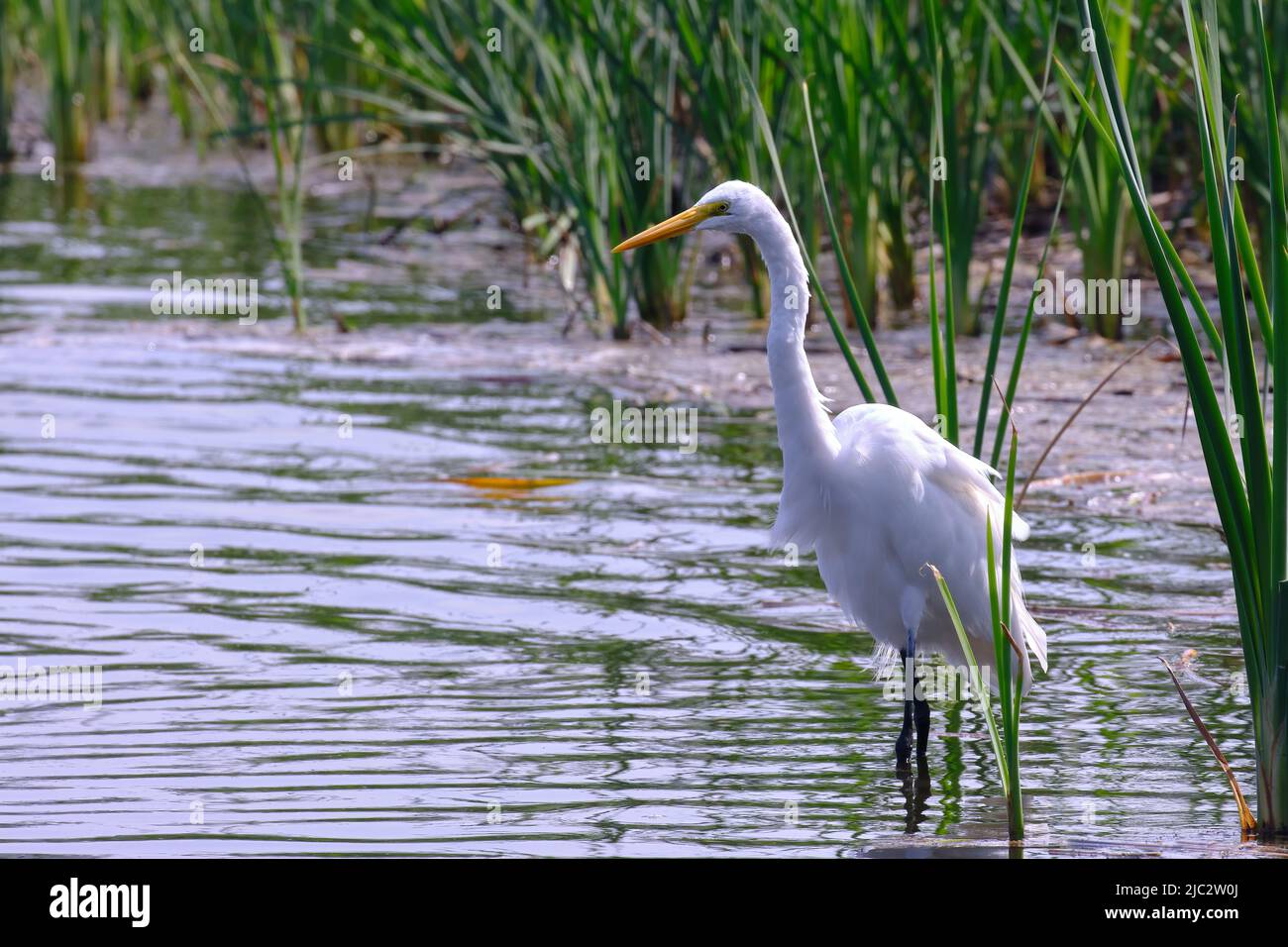 Great Egret (Ardea alba), ein wunderschöner Reiher, der am Ufer der Lagune unter dem Schilf nach Futter sucht. Stockfoto
