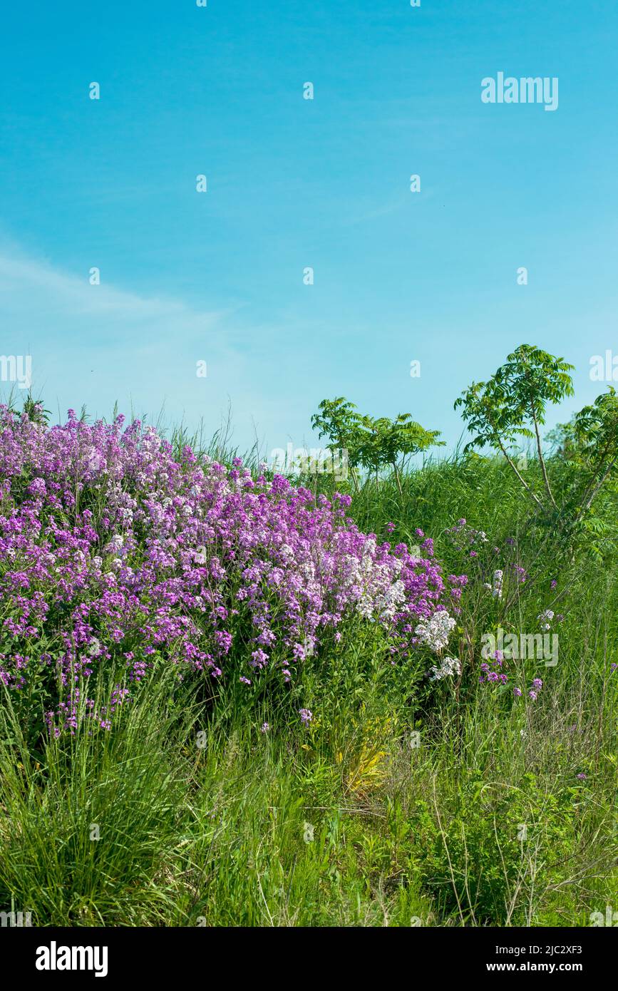 Portrait von purpurnen Blumen, die in einer ländlichen Umgebung blühen, aufgenommen im Südwesten von Ontario im Frühjahr. Stockfoto