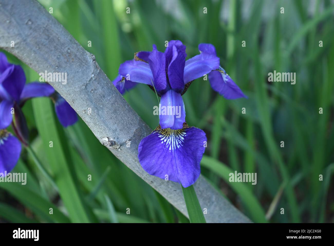 Große dunkelblaue sibirische Iris blüht an einem sonnigen Tag -02 auf einem verschwommenen dunkelgrünen Hintergrund Stockfoto