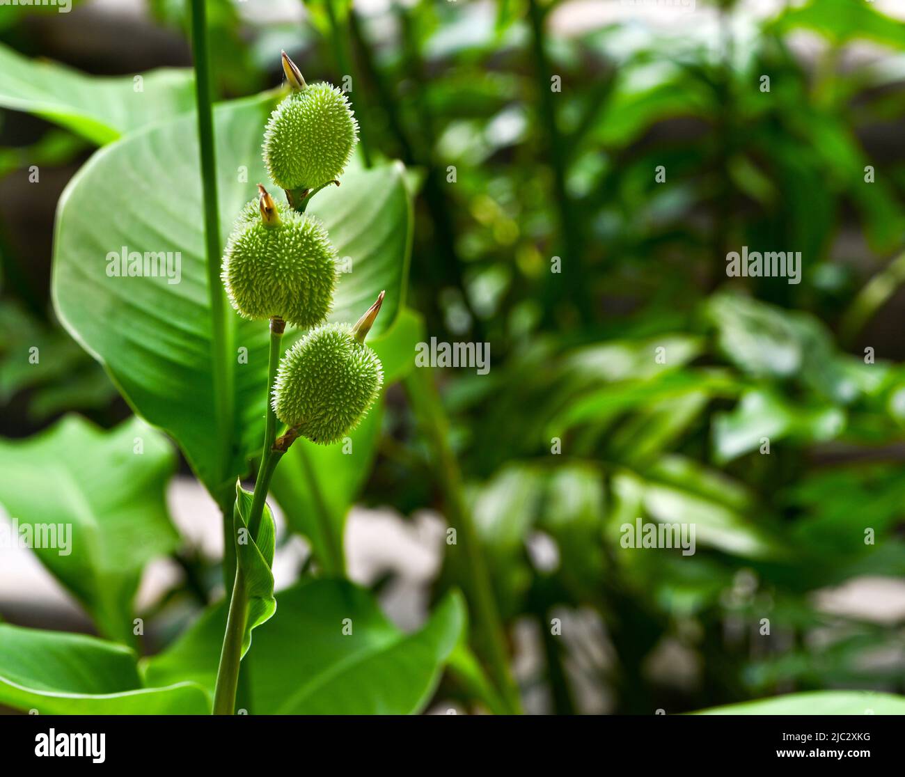Canna sp Fotos und Bildmaterial in hoher Auflösung Alamy