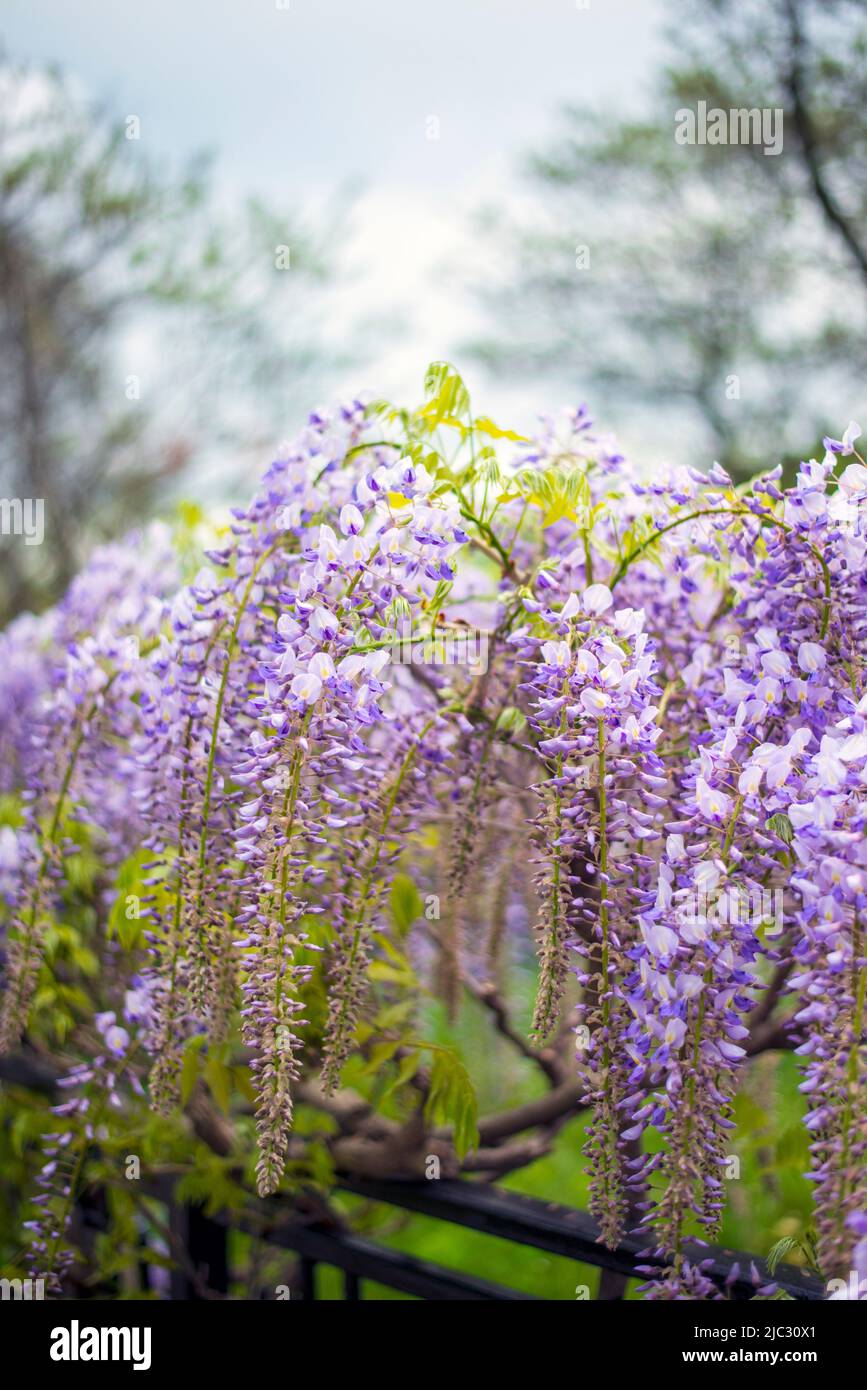 Royal Botanical Gardens Hendrie Park in Burlington, Ontario, Kanada Stockfoto