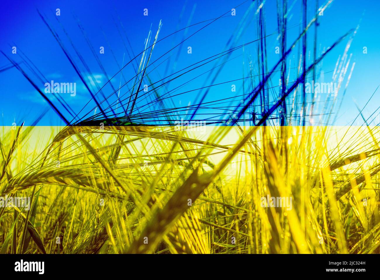 Flagge der Ukraine und Weizenfeld Composite. Konzeptbild: Ukraine Russland-Konflikt, Krieg, Weizen, Weltnahrungsmangel, russische Sanktionen... Stockfoto