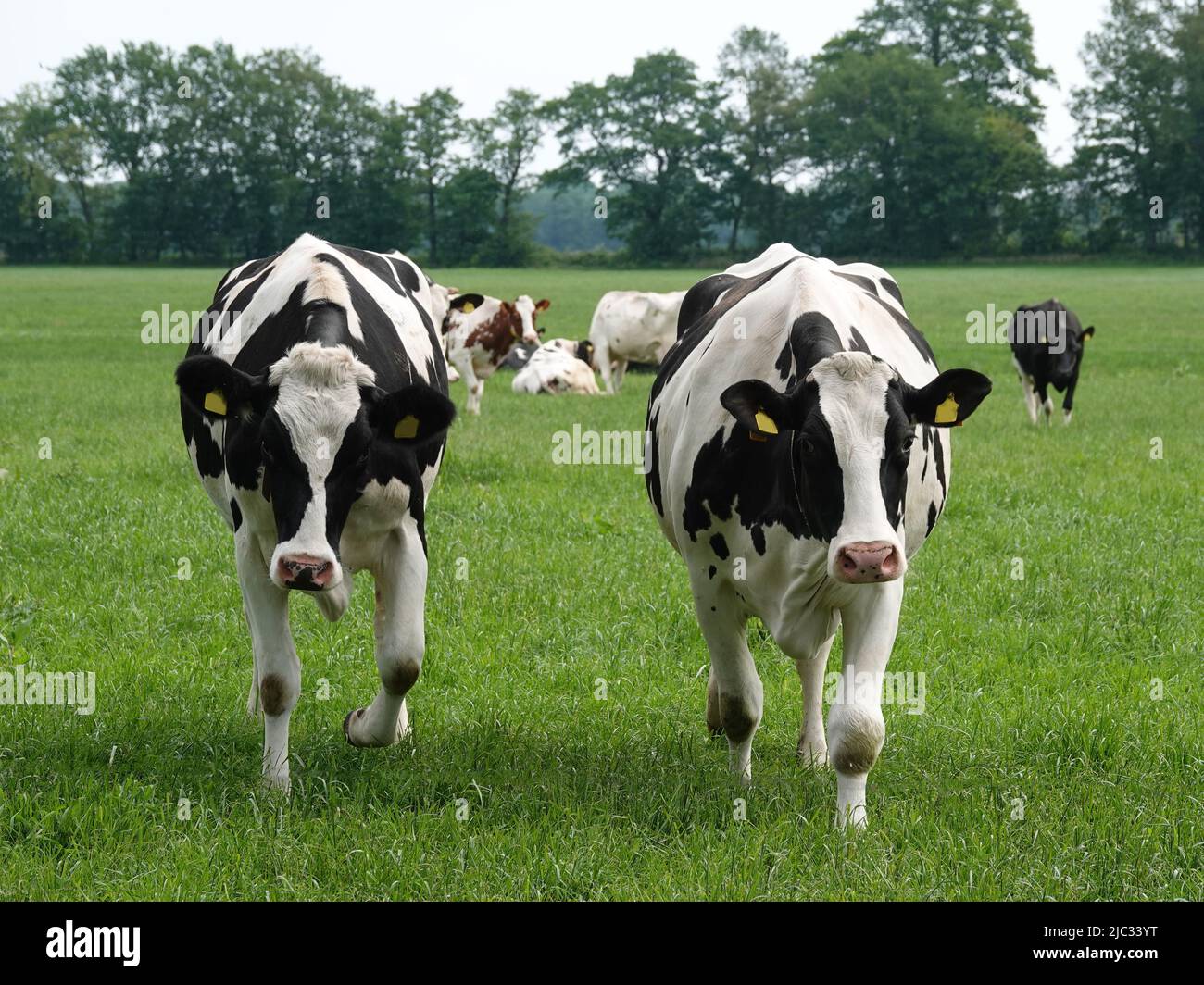 Holstein-Friesenrinder auf einer deutschen Wiese. Zwei neugierige Kühe nähern sich dem Fotografen. Stockfoto