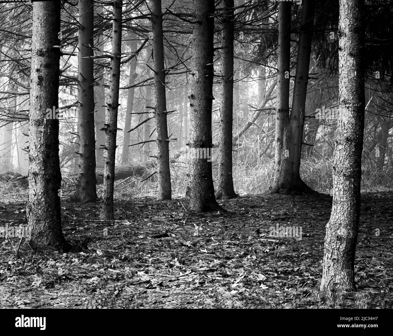 Schwarz-Weiß-Spaziergang durch einen nebligen Wald zwischen den Bäumen im Winter oder Frühling, Lancaster, Pennsylvania Stockfoto