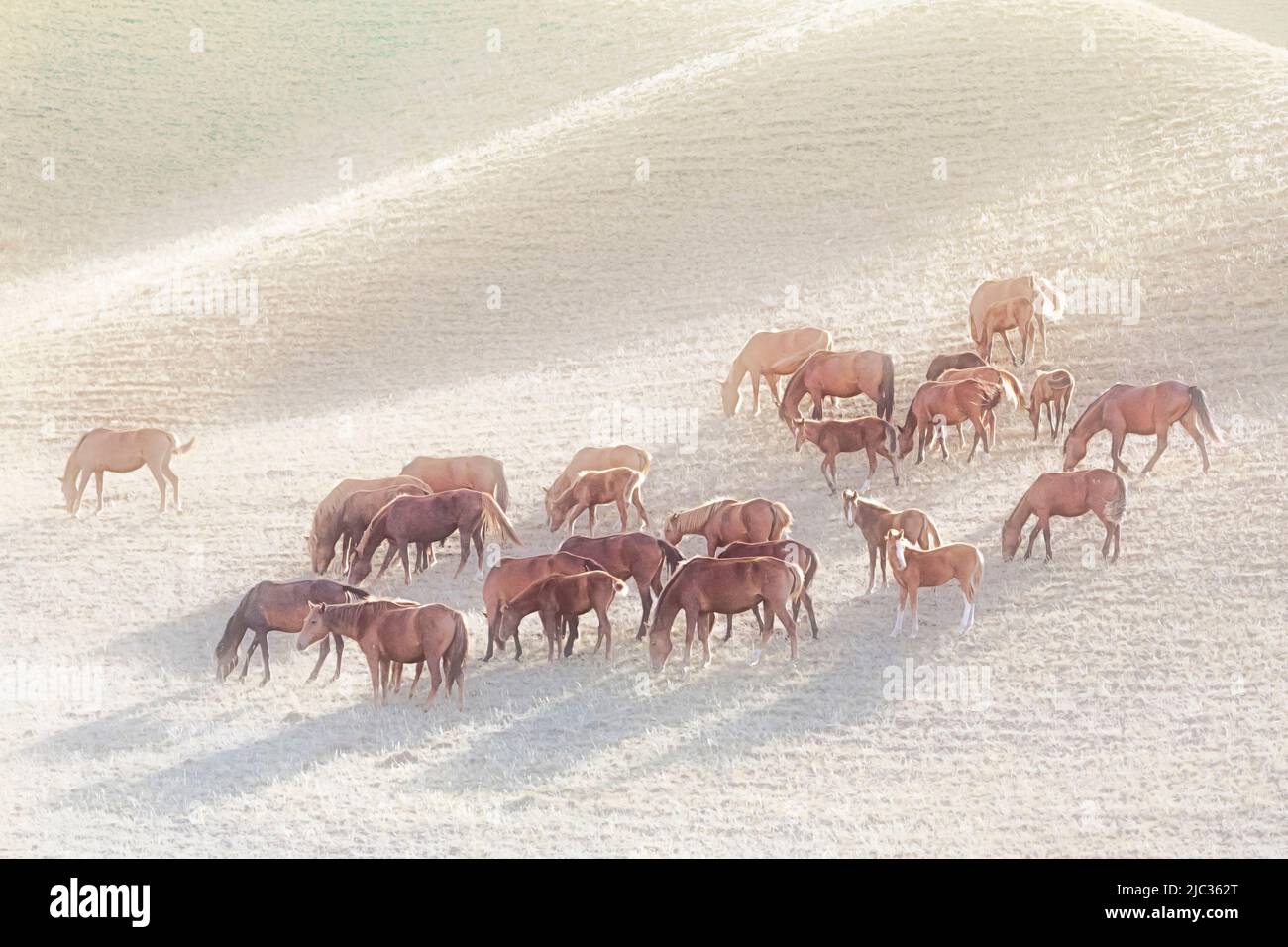 Pferde auf dem Assy Plateau, wo die Nomaden den Sommer verbringen, in der Nähe von Almaty, Kasachstan Stockfoto