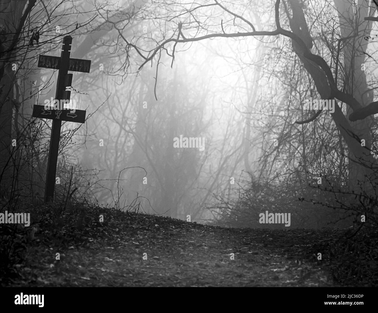 Schwarz-Weiß-Spaziergang durch einen nebligen Wald zwischen den Bäumen im Winter oder Frühling, Lancaster, Pennsylvania Stockfoto