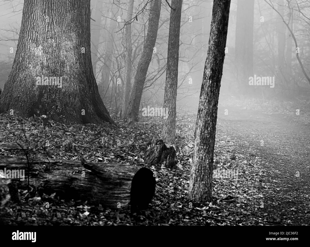 Schwarz-Weiß-Spaziergang durch einen nebligen Wald zwischen den Bäumen im Winter oder Frühling, Lancaster, Pennsylvania Stockfoto