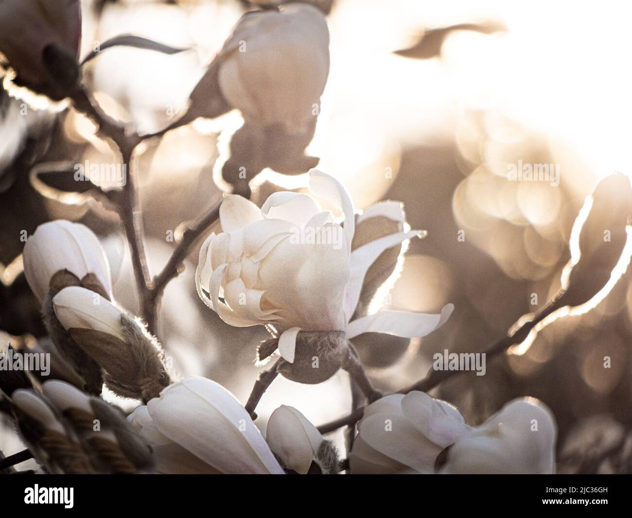Weiße Magnolienbaumblumen und Blütenknospen, die im Frühling oder Sommer in der Sonne leuchten, Lancaster, Pennsylvania Stockfoto